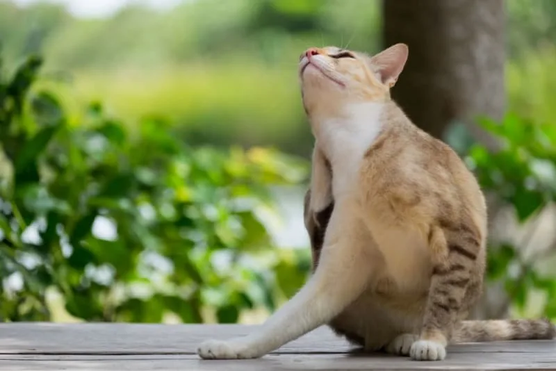 Common cat parasites