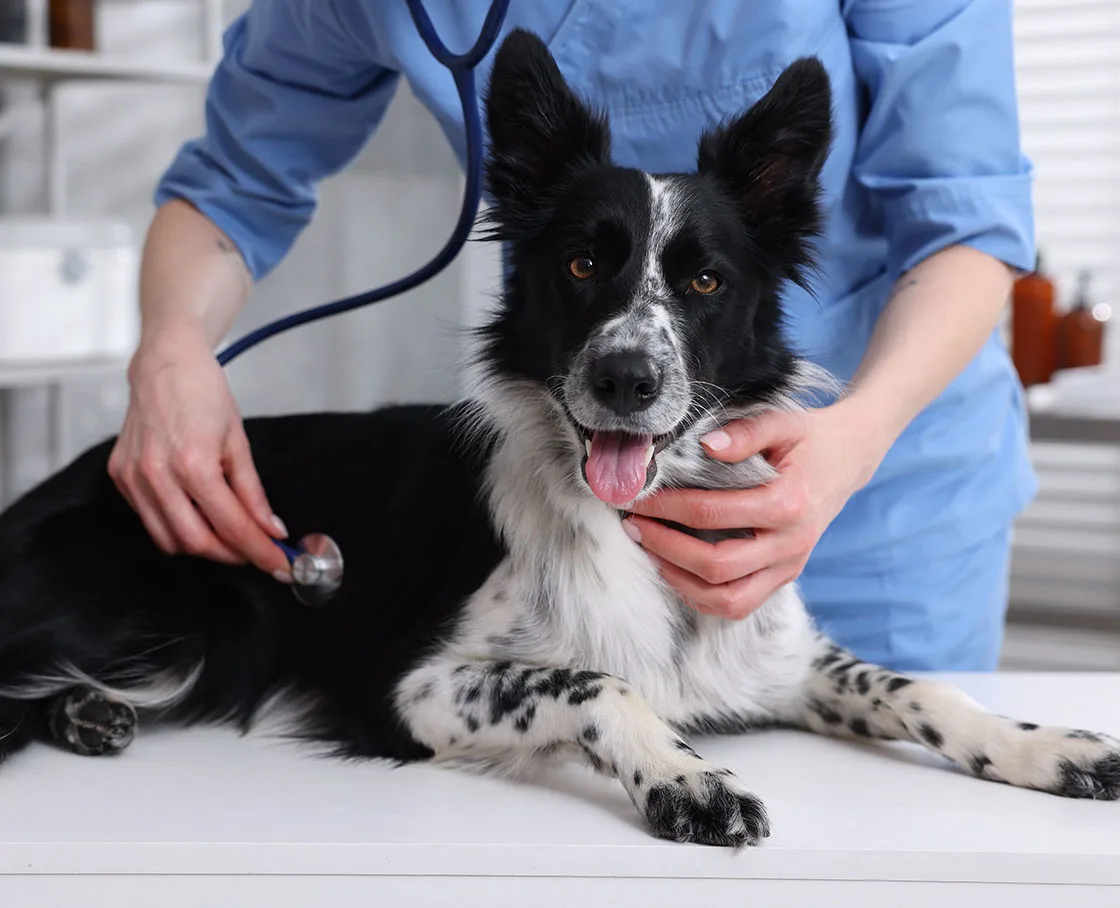 mixed black and white dog getting heart checked by woman and stethoscope