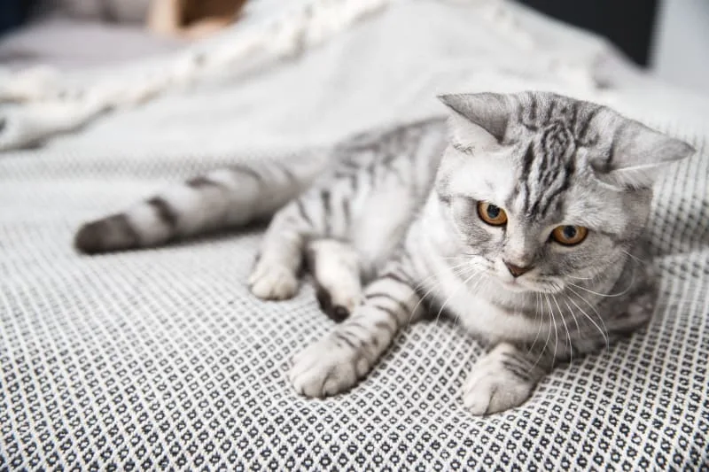 Types of Paralysis in Cats