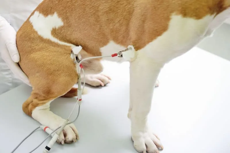 ECG for Pets: When it's Needed?