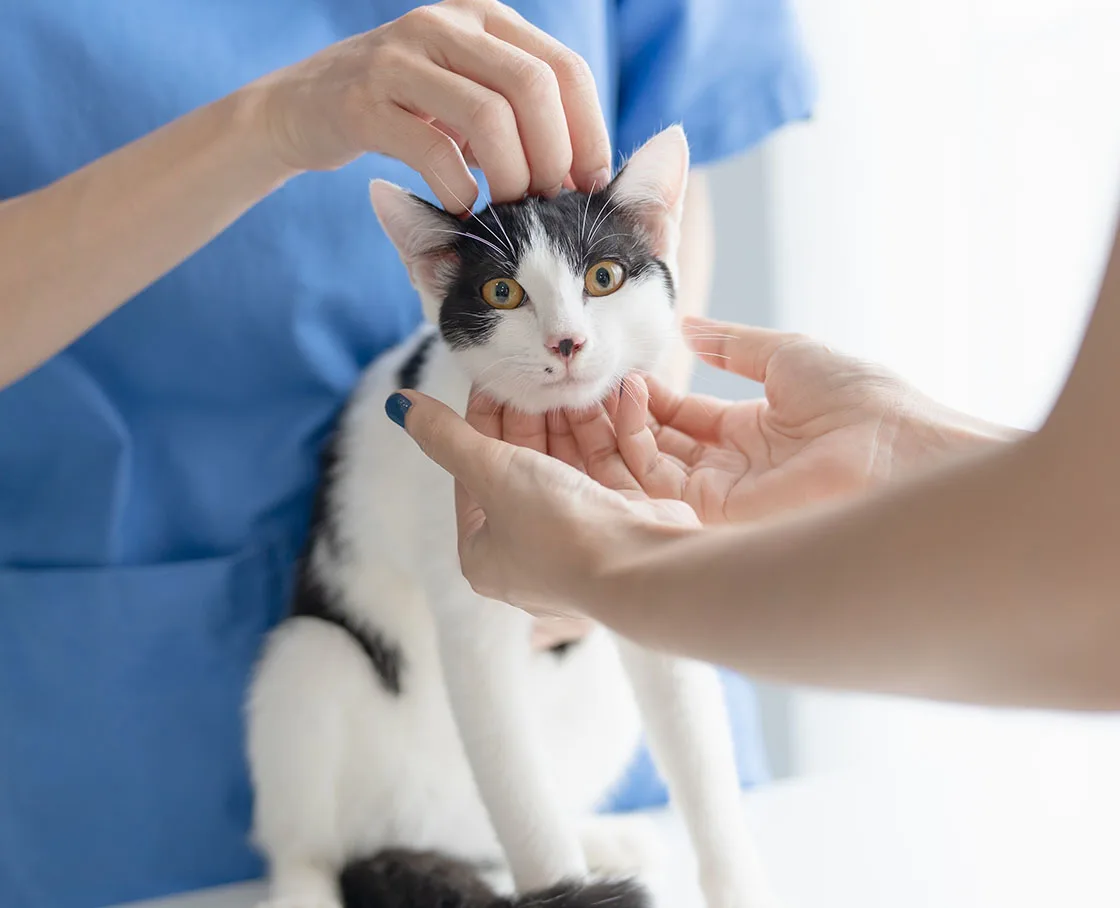 examination of a cat