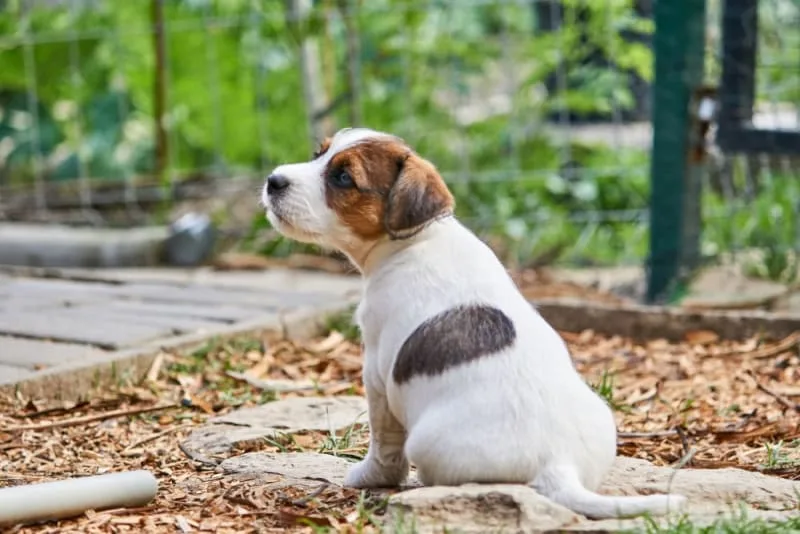 Lyme Disease in Dogs: Causes, Symptoms & Treatment