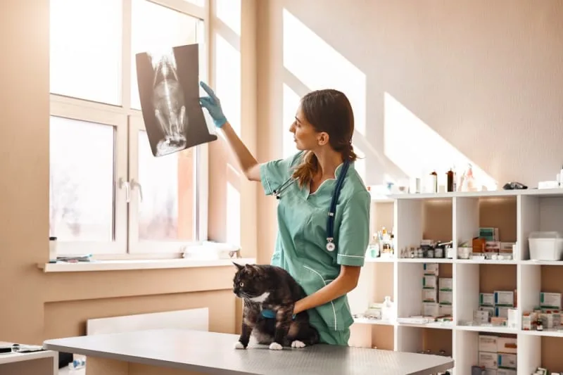 Diagnostic Imaging for Your Dog or Cat