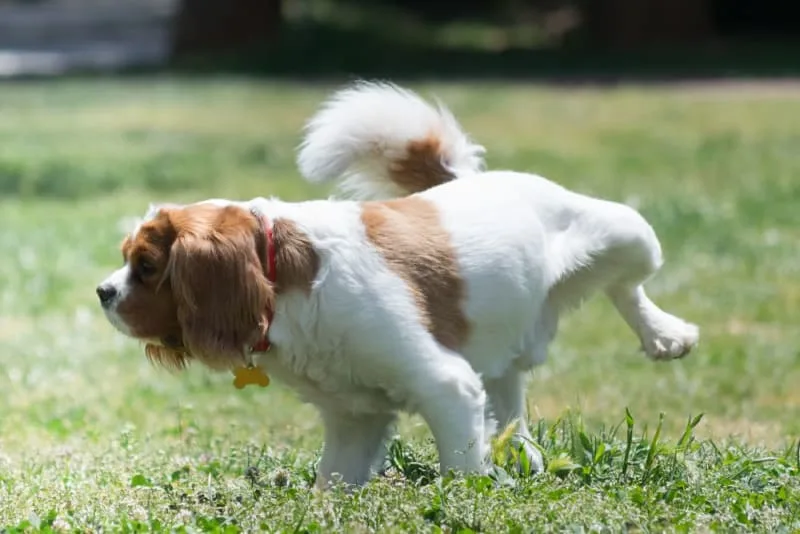 Bladder Infections in Dogs: Symptoms & Treatment