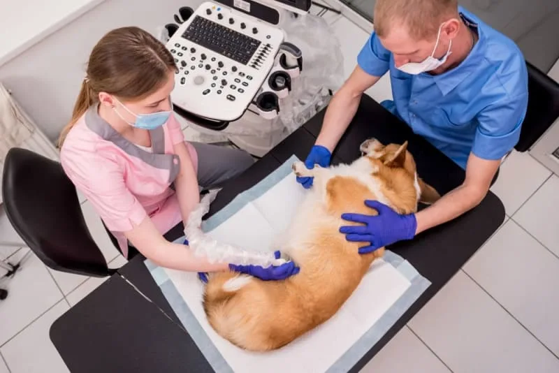 Ultrasound Examination in Dogs