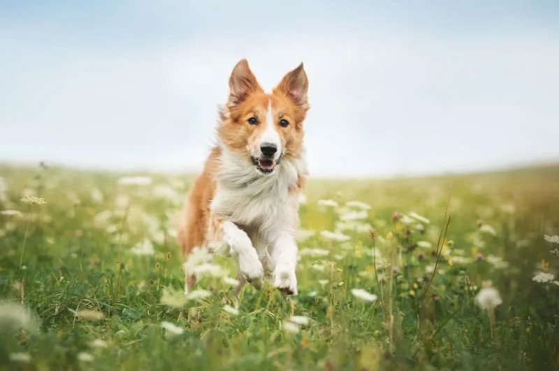 Lyme Disease in Dogs: Effects, Prognosis, and Prevention