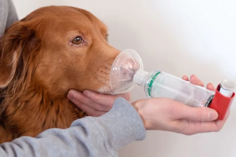 Asthma In Dogs: Signs, Causes & Treatment