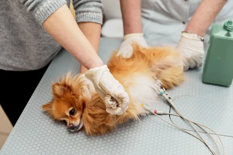 ECG for Pets: When it's Needed?