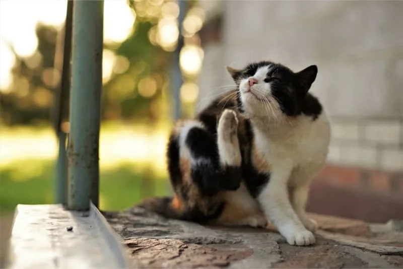 Ear Mites in Cats: Causes, Treatment & Prevention