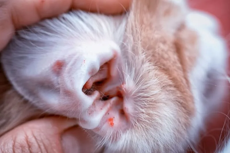 Ear Mites in Cats: Causes, Treatment & Prevention