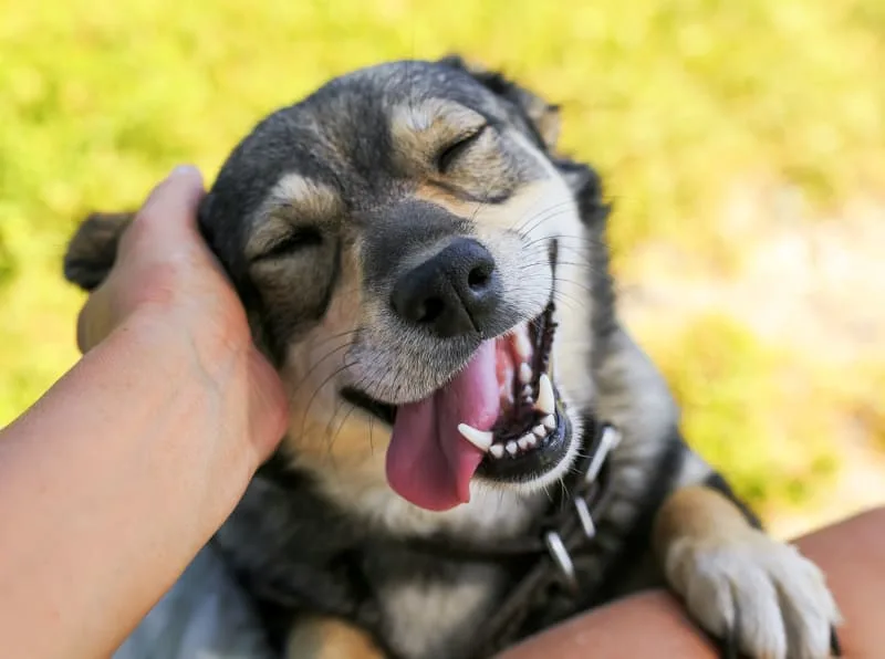 Why is my Dog Scratching ? Dog Itching & Other Dog Skin Problems