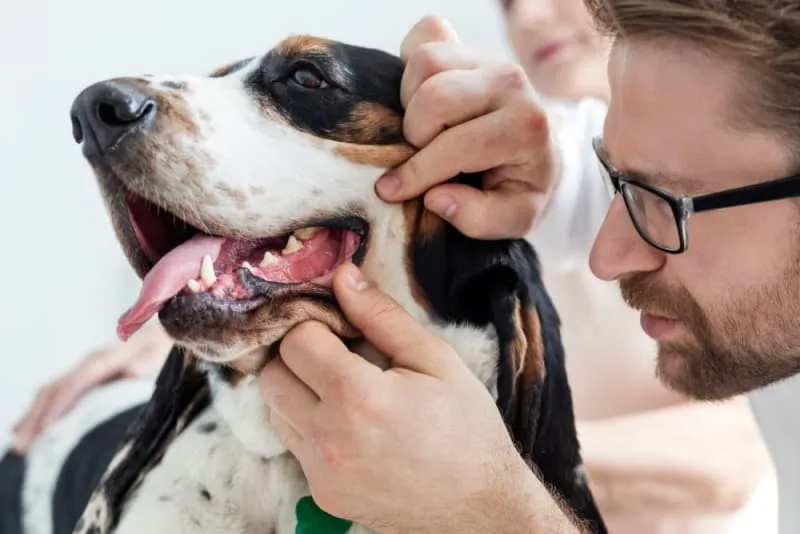 Dog Cavity: Causes, Symptoms & Treatment