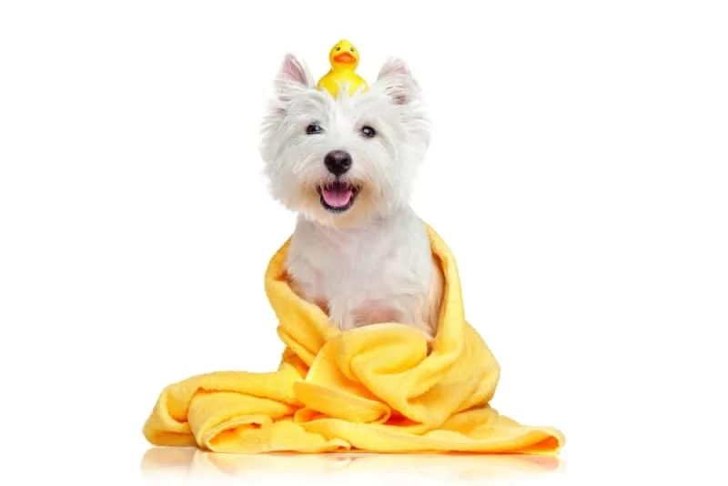 Grooming Puppies: When & How to Do It