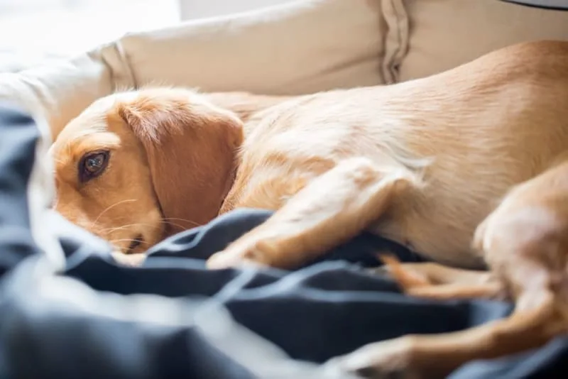 Dog Poisoning: Symptoms & What to Do