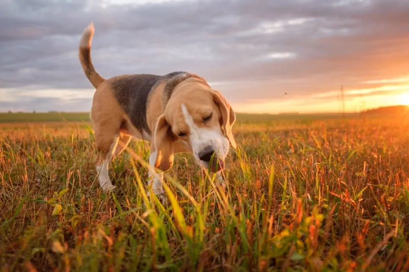 Dogs Eating Grass: Why Do They Do It And Is It Safe?
