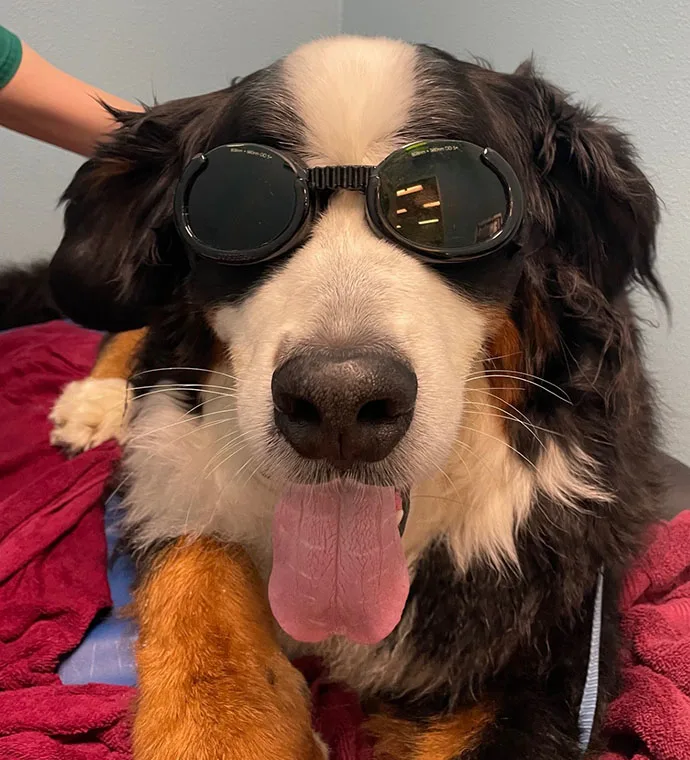 Mountain View Veterinary Hospital Vancouver Washington Rehabilitation Underwater Cold Laser Archie