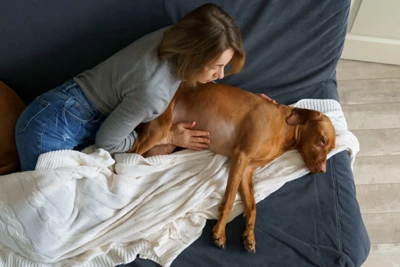 Dog Behavior Change After Vaccination