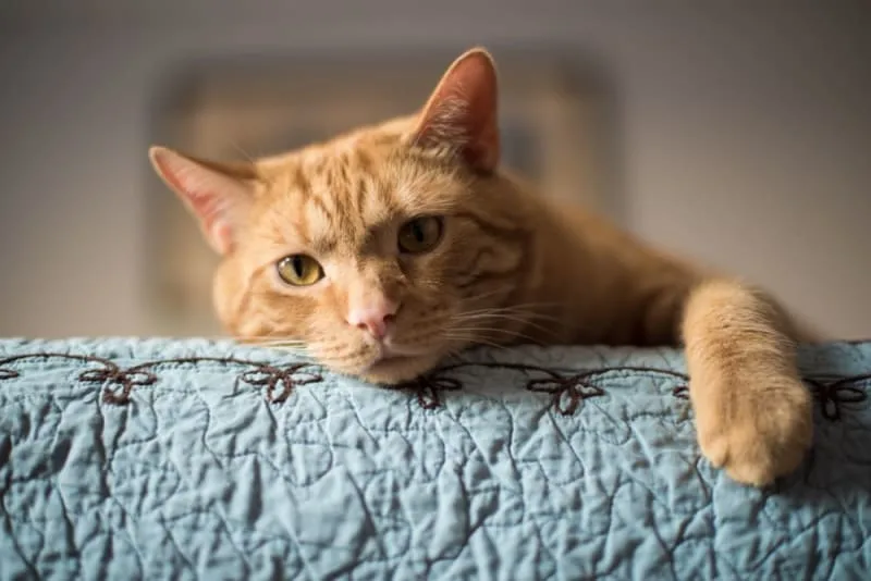 Where to Leave a Cat While on Vacation
