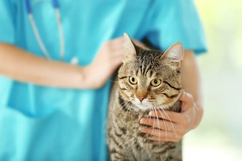 How often do you take a cat to the vet?
