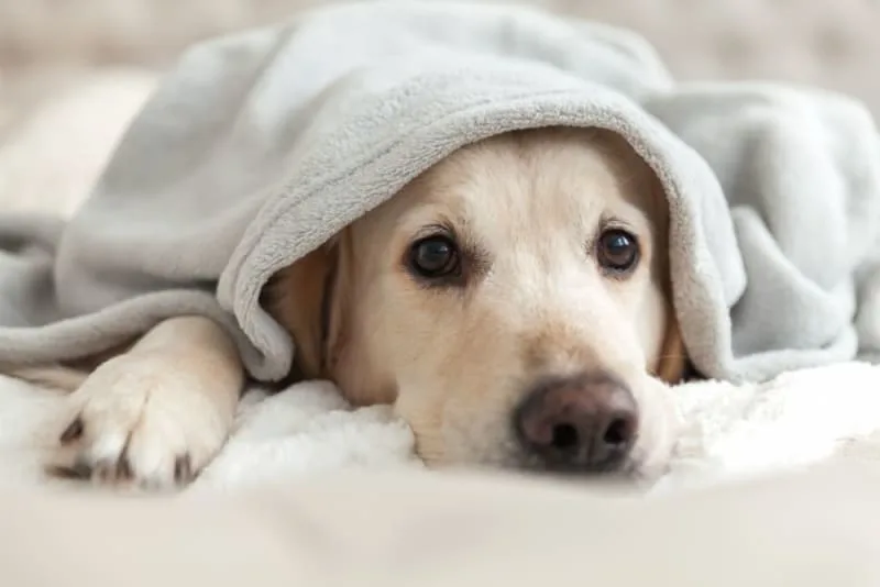 Hookworm in Dogs: Signs, Treatment & Prevention