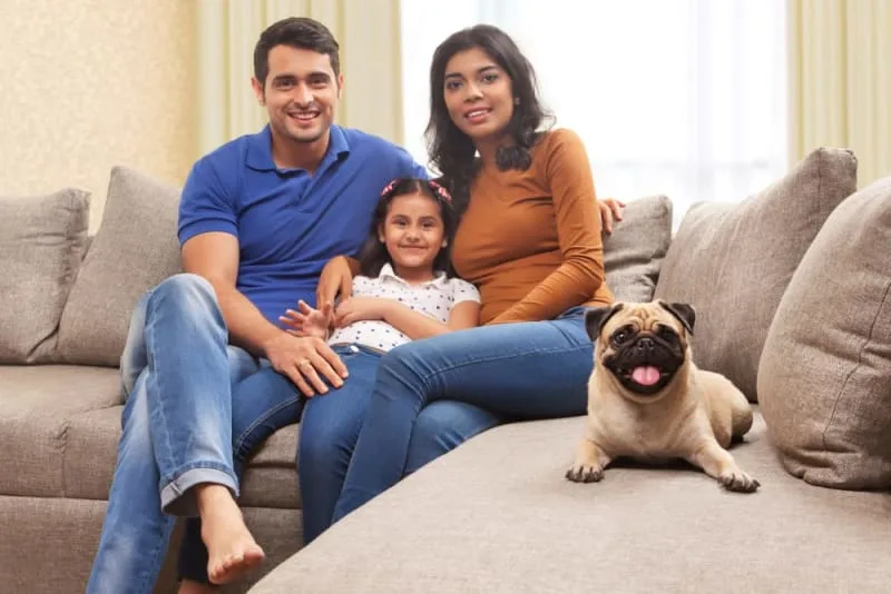 Best Small Family Dogs