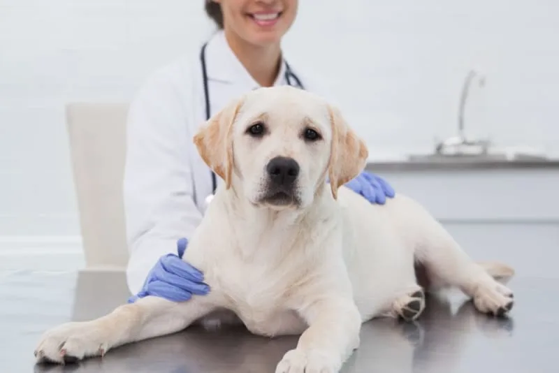 Getting Your Dog Fixed