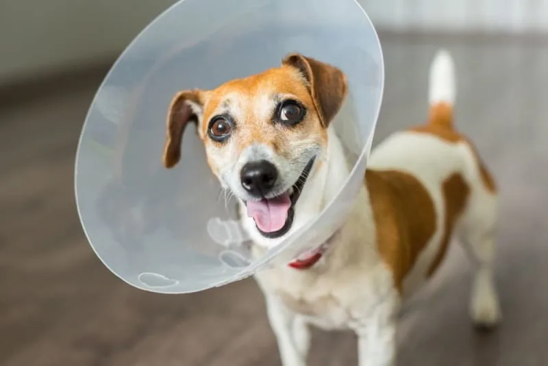 Getting Your Dog Fixed (Neutered or Spayed)