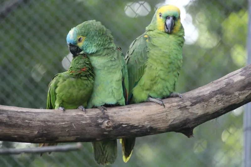 Blue-Fronted Amazon Parrot