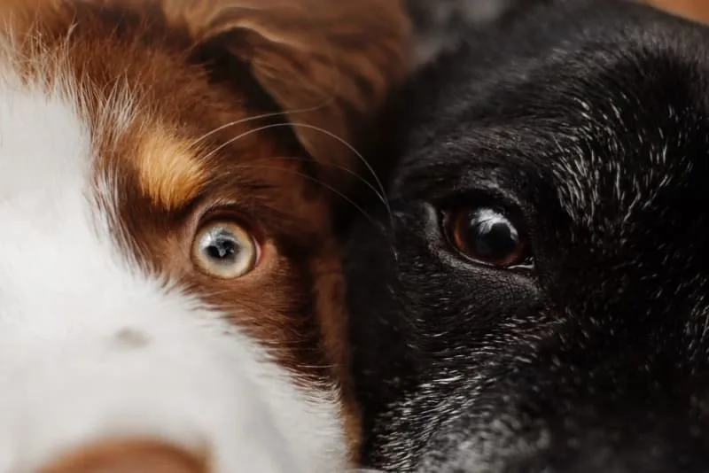 Cataract Surgery for Dogs
