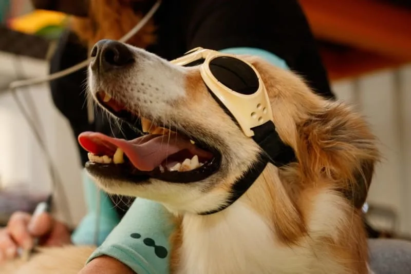 Laser Therapy for Dogs