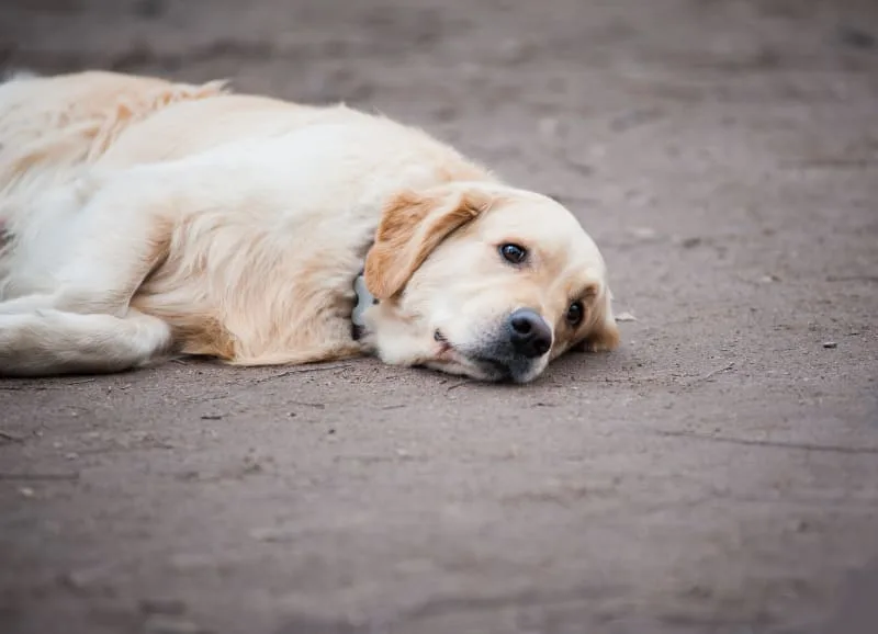 Signs of Giardia in Dogs