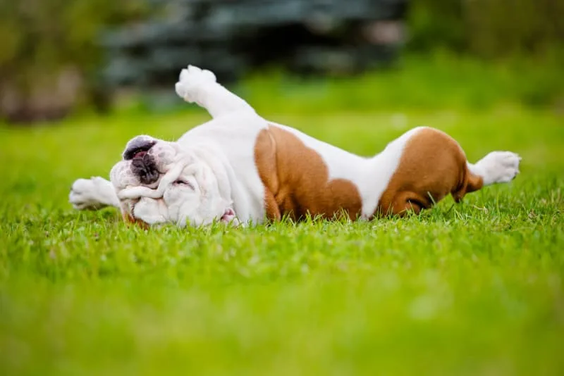 IVDD Surgery in Dogs