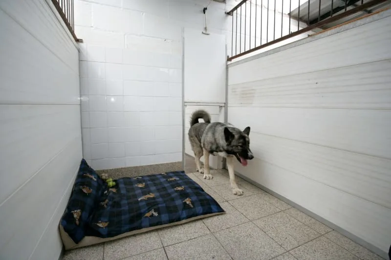 Everything to Know About Dog Boarding