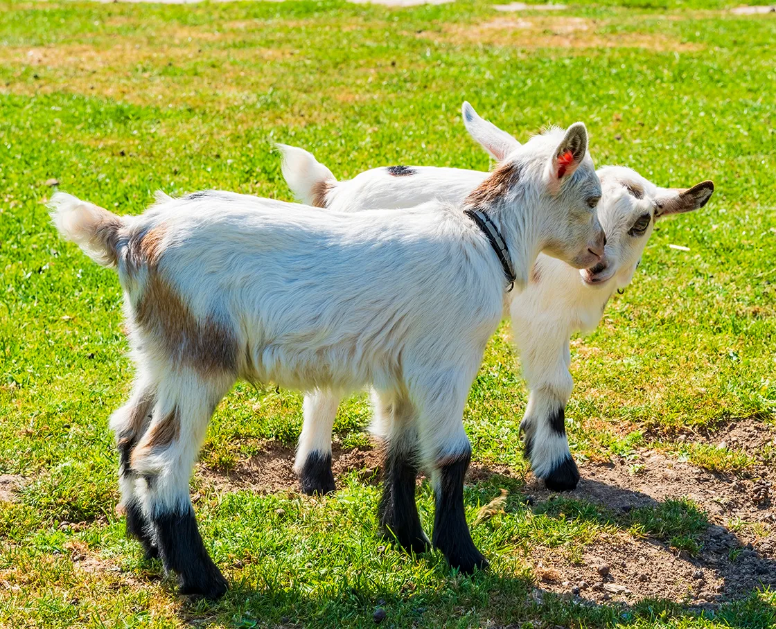 two goats in a pasture