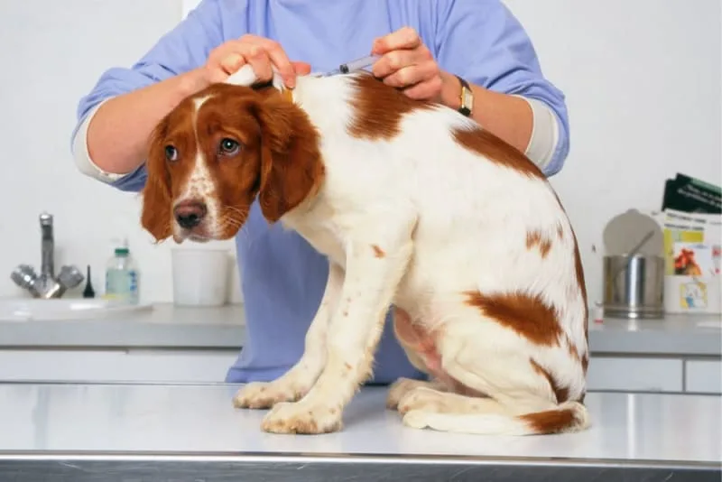 Dog Parvovirus