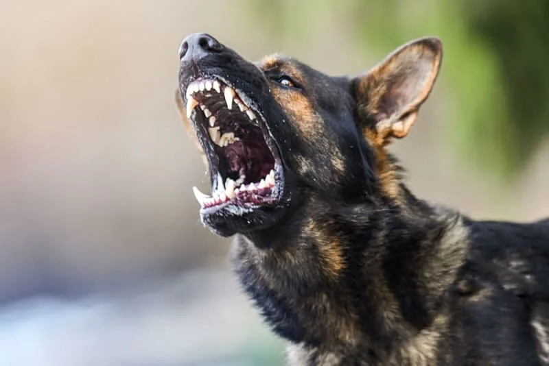 Rabies in Dogs