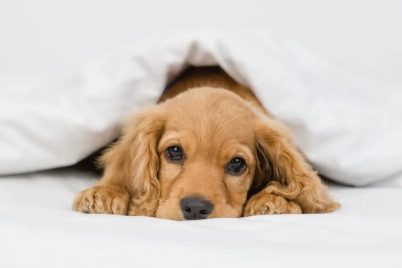 Dog Parvovirus-What You Need to Know