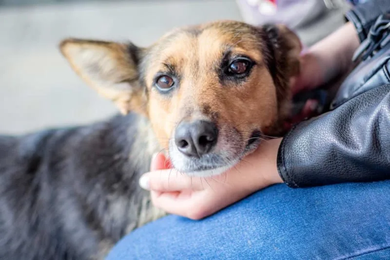 What is Bordetella in Dogs?