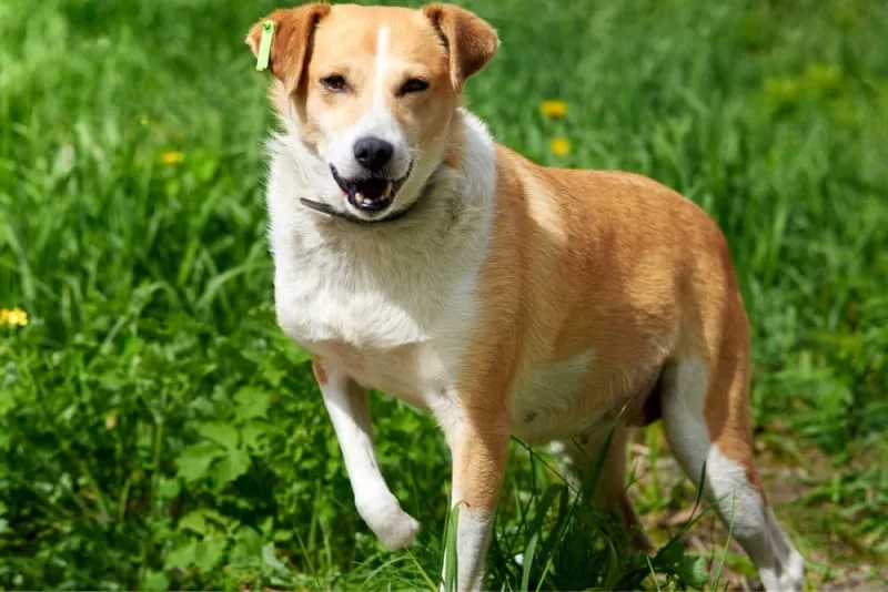 Dog Limping: Why is My Dog Limping & How I Can Help?