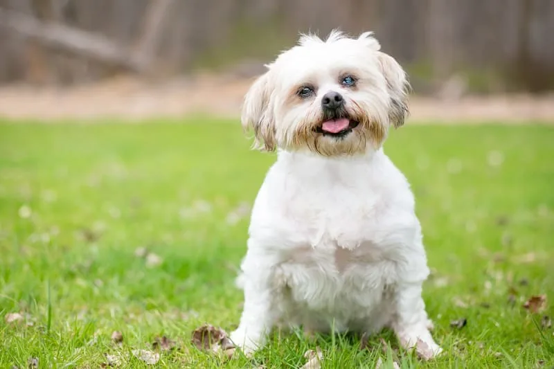Cataract Surgery for Dogs