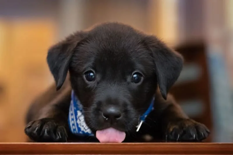 What is the Average Cost of Owning a Dog?