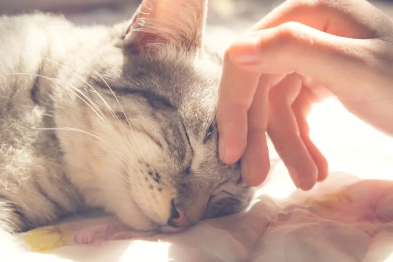 Signs That Your Cat Is Sick