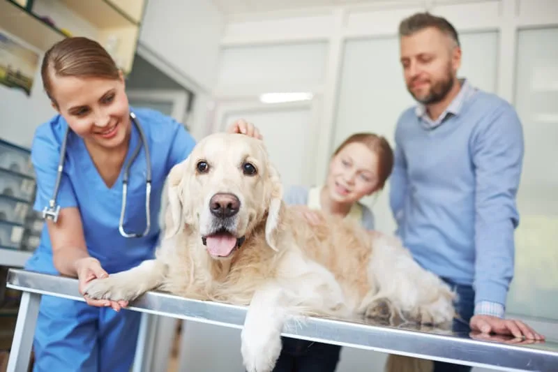 How Often Should My Pet See a Veterinarian?