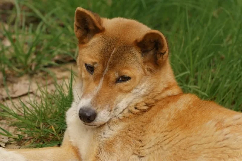 Choosing the Right Microchip for Your Pet: Factors to Consider