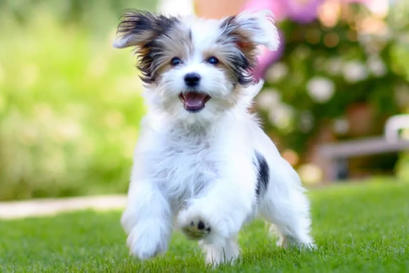 15 Cute Dog Breeds That Stay Small Forever