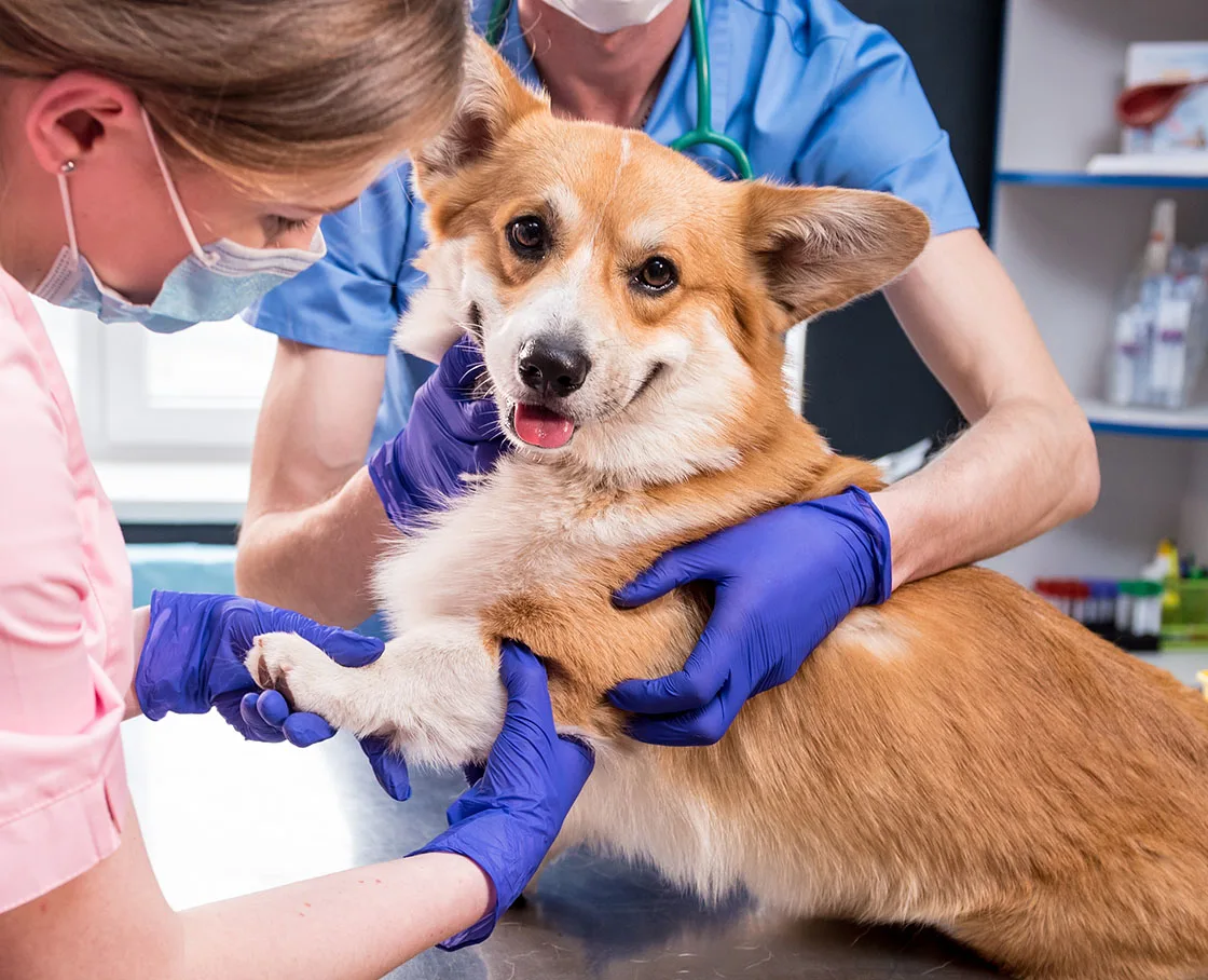 corgi getting an examination