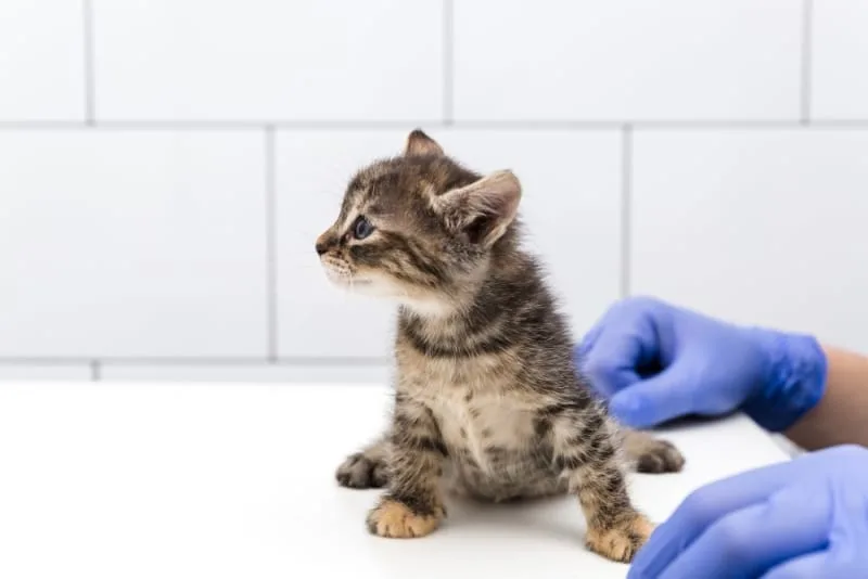 Should I get my indoor cat vaccinated? Why and when to do it.