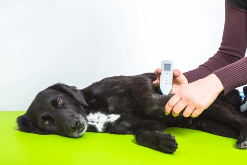 Should I get my dog microchipped?