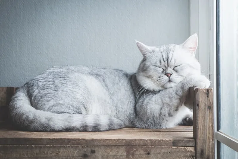 Essential Cat Vaccinations