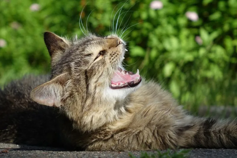 Why Does My Cat's Breath Smell Bad?
